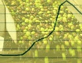 Graph showing olive oil production trends alongside a container of olives. - Olive Oil Times