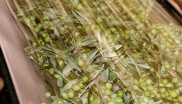 Green olives and olive leaves moving on a conveyor belt during processing. - Olive Oil Times