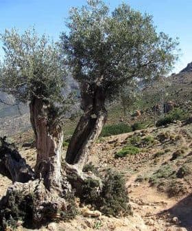 An old olive tree with a thick trunk and green leaves in a mountainous area of Andalusia. - Olive Oil Times