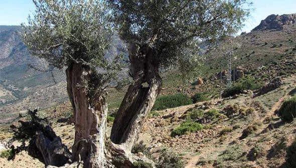 An old olive tree with a thick trunk and green leaves in a mountainous area of Andalusia. - Olive Oil Times