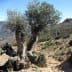 An old olive tree with a thick trunk and green leaves in a mountainous area of Andalusia. - Olive Oil Times