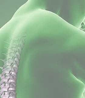 Illustration showing a human back with a highlighted spine in a green hue. - Olive Oil Times