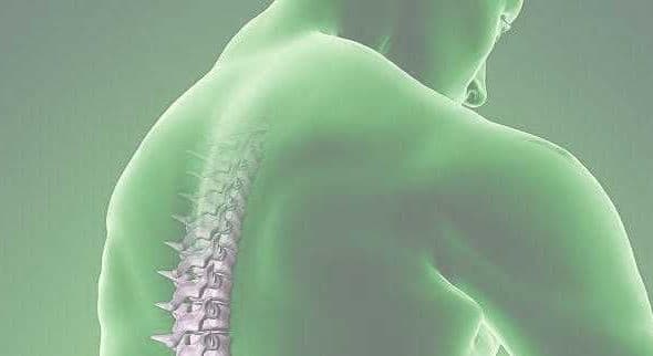 Illustration showing a human back with a highlighted spine in a green hue. - Olive Oil Times