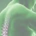Illustration showing a human back with a highlighted spine in a green hue. - Olive Oil Times