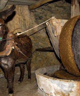 A donkey harnessed to a traditional olive oil mill with a large stone wheel. - Olive Oil Times