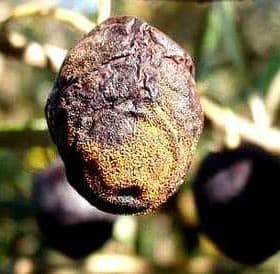 Olive fruit showing signs of anthracnose disease with a darkened and shriveled appearance. - Olive Oil Times