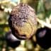 Olive fruit showing signs of anthracnose disease with a darkened and shriveled appearance. - Olive Oil Times
