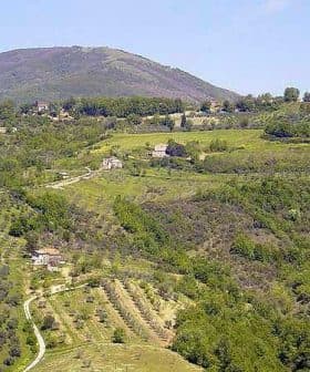 Aerial view of olive groves and rolling hills in a rural Italian landscape. - Olive Oil Times