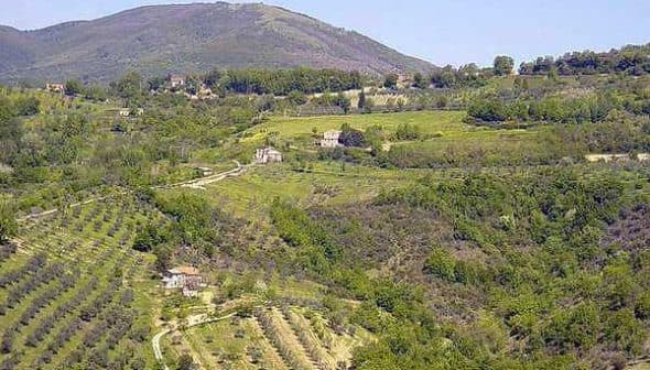 Aerial view of olive groves and rolling hills in a rural Italian landscape. - Olive Oil Times