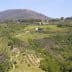 Aerial view of olive groves and rolling hills in a rural Italian landscape. - Olive Oil Times