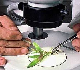 Scientist using tweezers to examine a small plant sample under a microscope. - Olive Oil Times