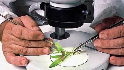 Scientist using tweezers to examine a small plant sample under a microscope. - Olive Oil Times