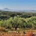 A scenic view of an olive grove in Messinia, featuring numerous olive trees and distant hills. - Olive Oil Times