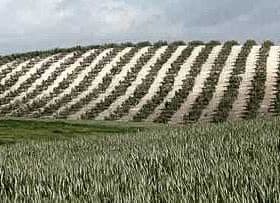 Terraced olive grove in Andalucia with rows of olive trees on a hillside. - Olive Oil Times