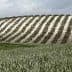 Terraced olive grove in Andalucia with rows of olive trees on a hillside. - Olive Oil Times
