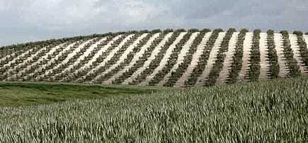 Terraced olive grove in Andalucia with rows of olive trees on a hillside. - Olive Oil Times