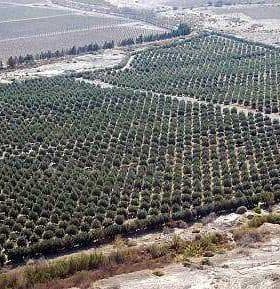 Aerial view of a large olive grove with neatly arranged trees in rows. - Olive Oil Times