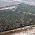 Aerial view of a large olive grove with neatly arranged trees in rows. - Olive Oil Times