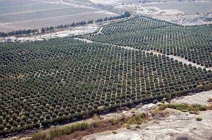 Aerial view of a large olive grove with neatly arranged trees in rows. - Olive Oil Times