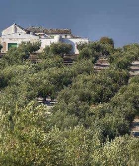 Olive trees arranged in rows with a white farmhouse in the background on a hillside. - Olive Oil Times