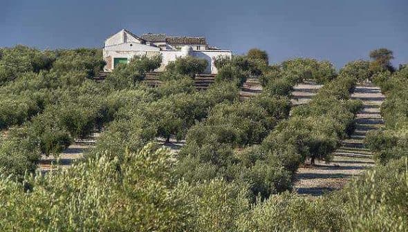 Olive trees arranged in rows with a white farmhouse in the background on a hillside. - Olive Oil Times