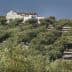 Olive trees arranged in rows with a white farmhouse in the background on a hillside. - Olive Oil Times