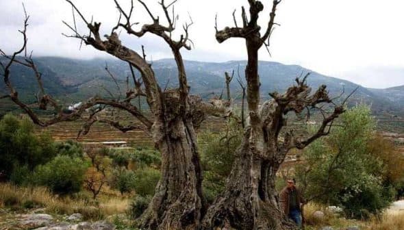 An ancient olive tree with twisted branches and a person standing beside it in a natural setting. - Olive Oil Times