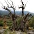 An ancient olive tree with twisted branches and a person standing beside it in a natural setting. - Olive Oil Times