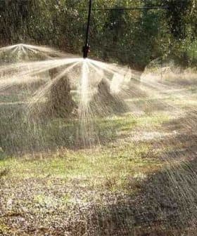 Irrigation system spraying water in an olive grove with trees in the background. - Olive Oil Times