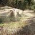 Irrigation system spraying water in an olive grove with trees in the background. - Olive Oil Times