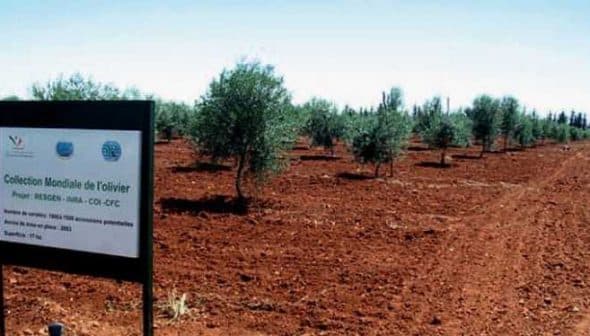 Sign for the World Olive Collection project in an olive tree field with several olive trees visible. - Olive Oil Times