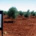 Sign for the World Olive Collection project in an olive tree field with several olive trees visible. - Olive Oil Times