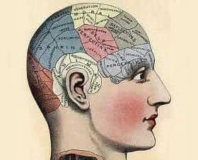 Illustration depicting a side profile of a human head with labeled areas for phrenology study. - Olive Oil Times