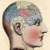 Illustration depicting a side profile of a human head with labeled areas for phrenology study. - Olive Oil Times