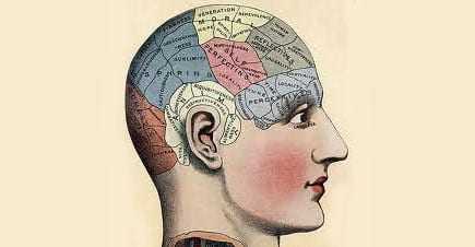 Illustration depicting a side profile of a human head with labeled areas for phrenology study. - Olive Oil Times