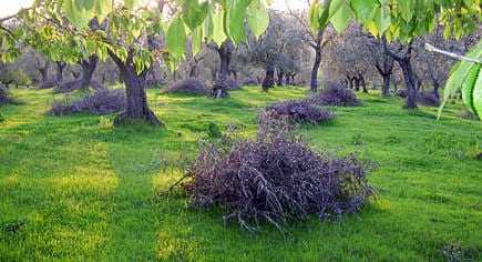 Piles of olive biomass in a green orchard with olive trees in the background. - Olive Oil Times