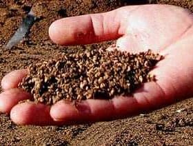 A hand holding a handful of olive pomace, a byproduct of olive oil production. - Olive Oil Times