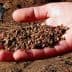 A hand holding a handful of olive pomace, a byproduct of olive oil production. - Olive Oil Times
