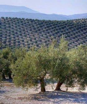 Olive trees arranged in rows on a hillside in an olive grove in Spain. - Olive Oil Times