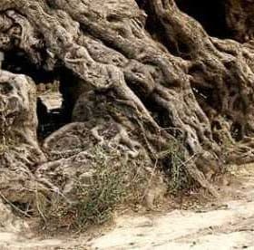 Close-up of an ancient olive tree showcasing its thick, gnarled roots and textured bark. - Olive Oil Times