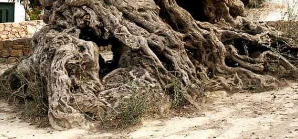 Close-up of an ancient olive tree showcasing its thick, gnarled roots and textured bark. - Olive Oil Times