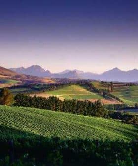 Lush vineyards with rolling hills and mountains in the background in South Africa. - Olive Oil Times