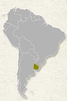 Map of South America with Uruguay highlighted in yellow on a gray background. - Olive Oil Times