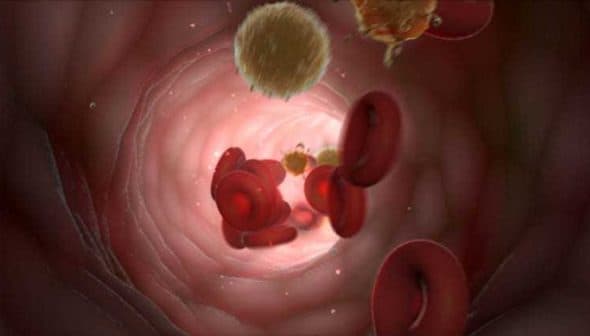 Illustration of blood flow showing red blood cells and white blood cells in a blood vessel. - Olive Oil Times