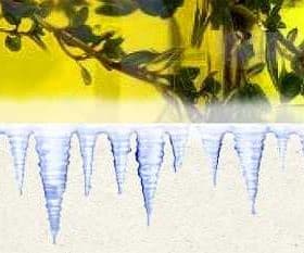 A glass container filled with olive oil, with visible plant elements inside. - Olive Oil Times