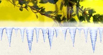 A glass container filled with olive oil, with visible plant elements inside. - Olive Oil Times