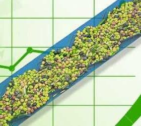 Green and purple olives on a conveyor belt with a green graph background showing upward trends. - Olive Oil Times
