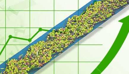Green and purple olives on a conveyor belt with a green graph background showing upward trends. - Olive Oil Times