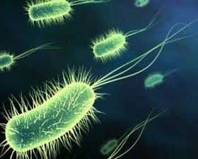 Microscopic illustration of bacteria with flagella and hair-like structures in green color. - Olive Oil Times