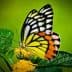 A butterfly with yellow and black wings perched on a flower with green leaves. - Olive Oil Times